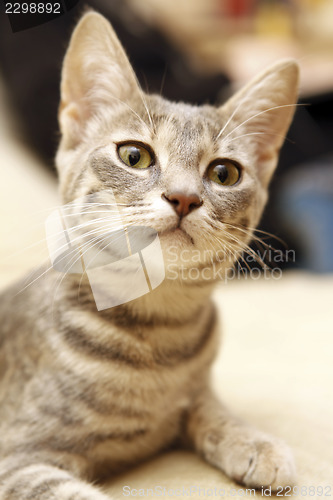 Image of Gray young cat.
