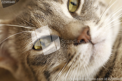 Image of Gray young cat.