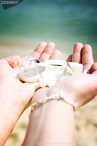 Image of Scallop