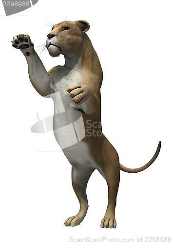 Image of Lioness