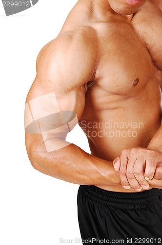 Image of Biceps and chest.