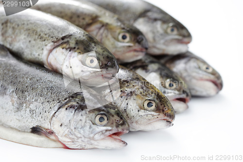 Image of rainbow trout