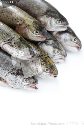 Image of rainbow trout