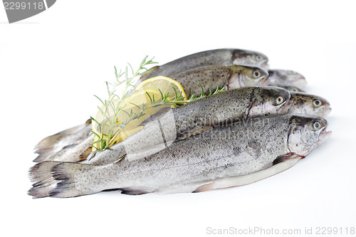 Image of rainbow trout