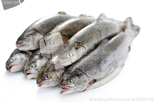 Image of rainbow trout