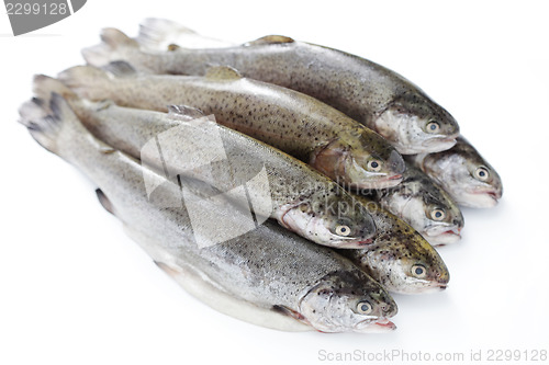 Image of rainbow trout