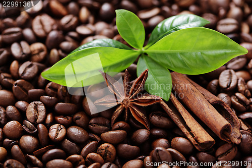 Image of coffee beans