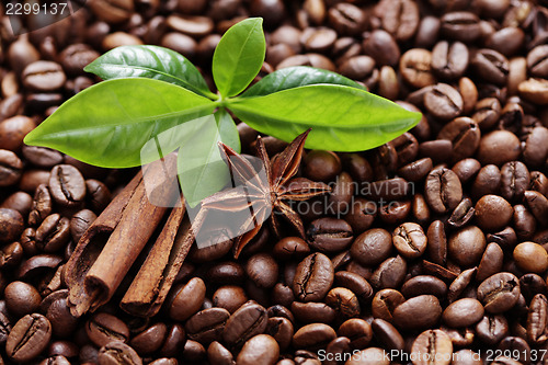 Image of coffee beans