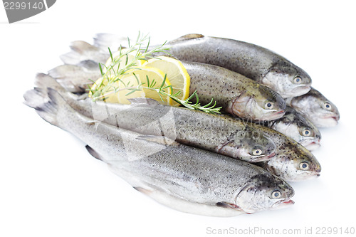 Image of rainbow trout