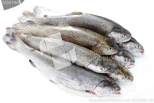 Image of rainbow trout