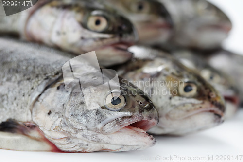 Image of rainbow trout