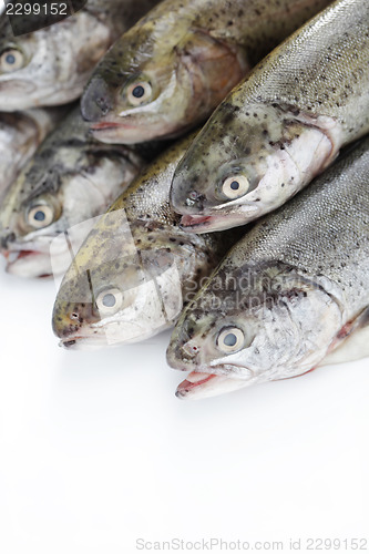 Image of rainbow trout