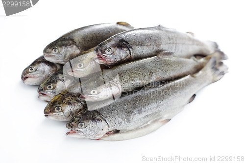 Image of rainbow trout