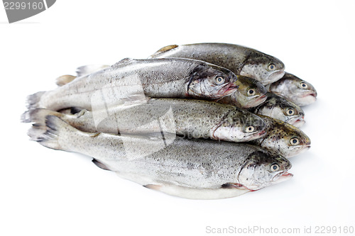 Image of rainbow trout