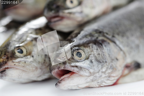 Image of rainbow trout