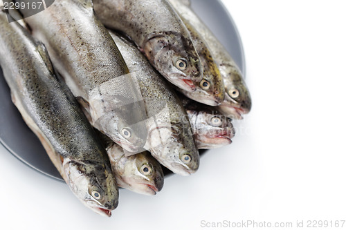 Image of rainbow trout