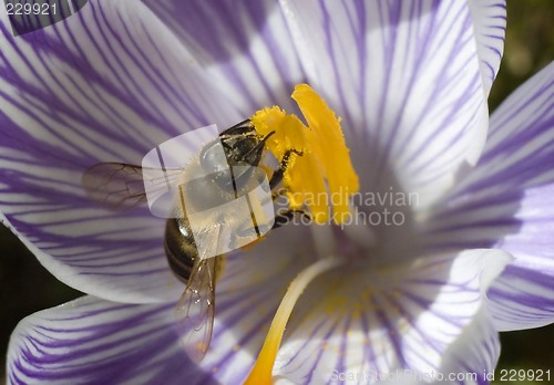 Image of bee