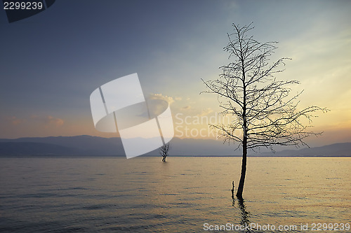 Image of trees in lake