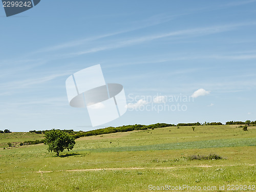 Image of Tree and clouds