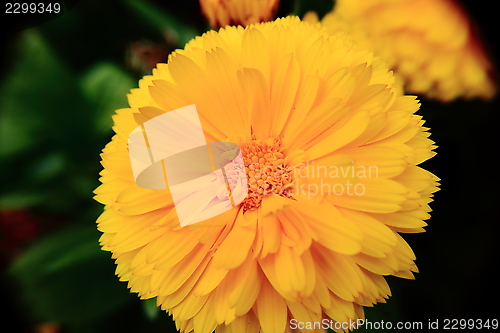 Image of yellow flower