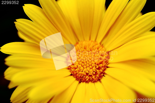 Image of sun flower