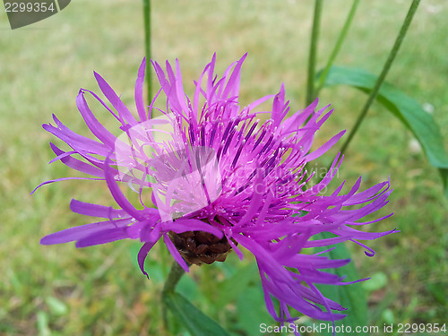 Image of Violet cornflower