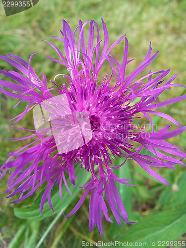 Image of Violet cornflower