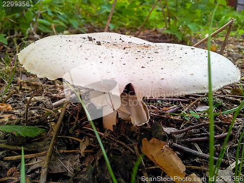 Image of White fly-agaric mushroom