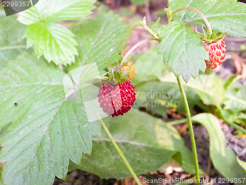 Image of Wild strawberries