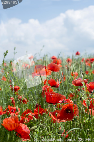 Image of Poppies on blue sky background