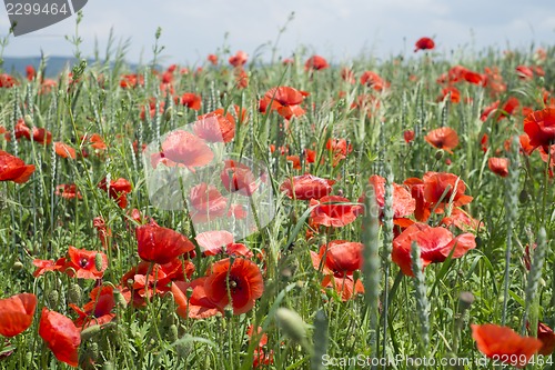 Image of Poppies on blue sky background