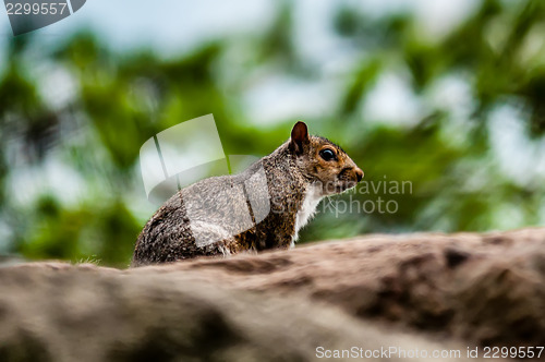 Image of squirrel in the wilderness in the north carolina mountains