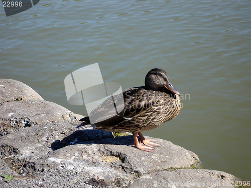 Image of Close up of a duck