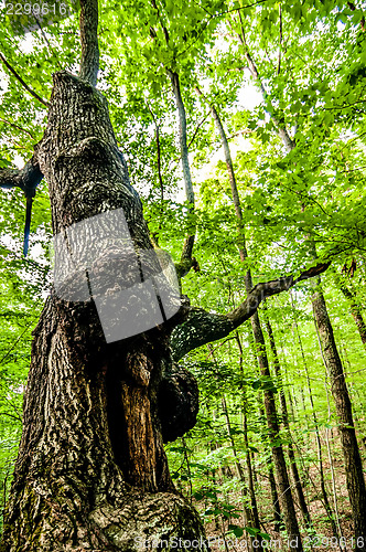 Image of things you find on a hiking trail in state park