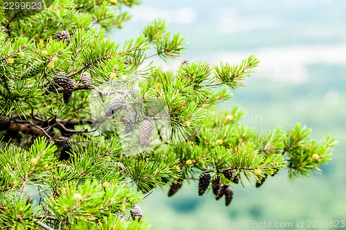 Image of pine cones on branches