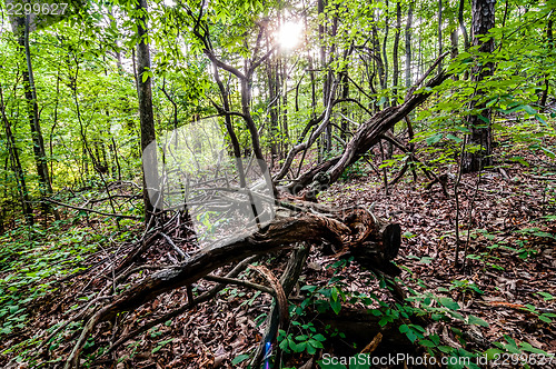 Image of things you find on a hiking trail in state park