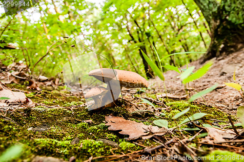 Image of things you find on a hiking trail in state park - mushrooms