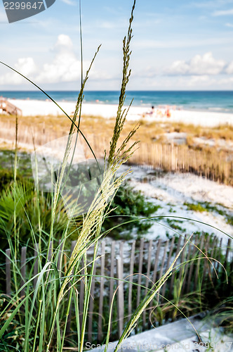 Image of florida beach scene