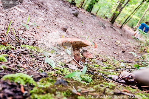 Image of things you find on a hiking trail in state park - mushrooms