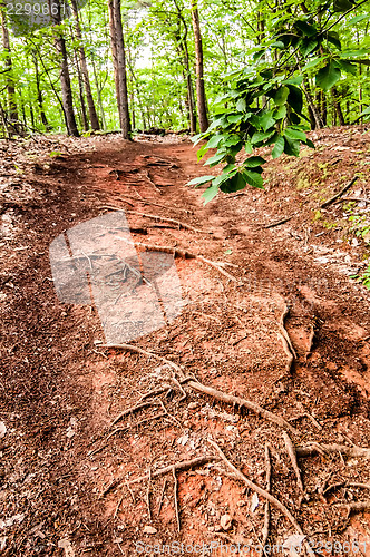 Image of things you find on a hiking trail in state park