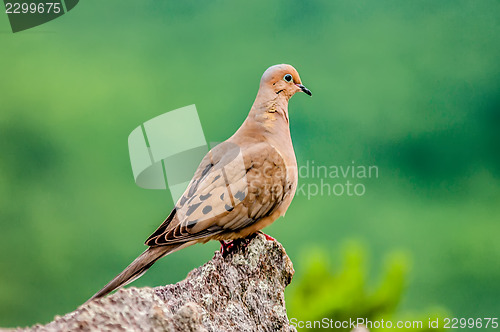 Image of pigeon standing on a rock cliff in the wild