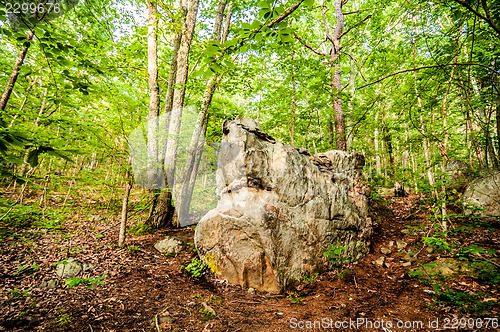 Image of things you find on a hiking trail in state park-shark rock