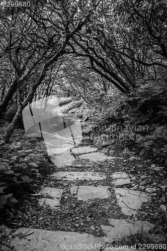 Image of early morning on blue ridge parkway