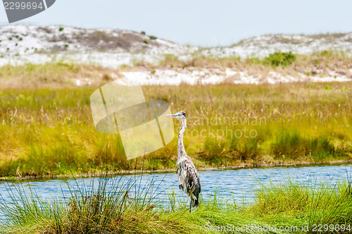 Image of florida beach scene