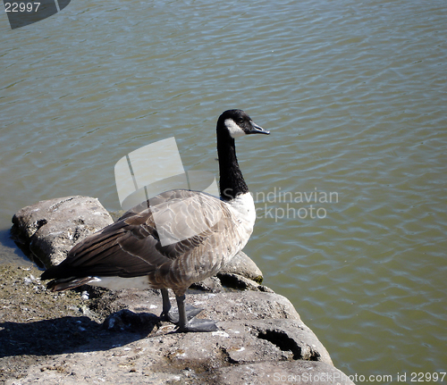 Image of Canadian Goose