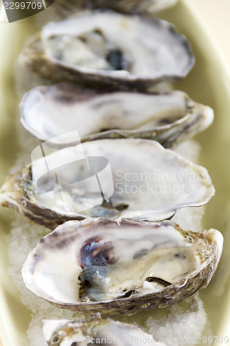 Image of Oysters Natural