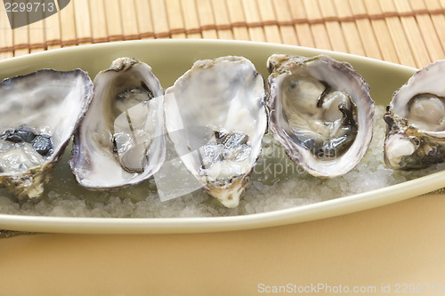 Image of Oysters Natural