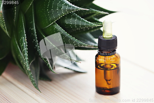 Image of aloe vera essential oil