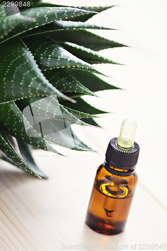 Image of aloe vera essential oil