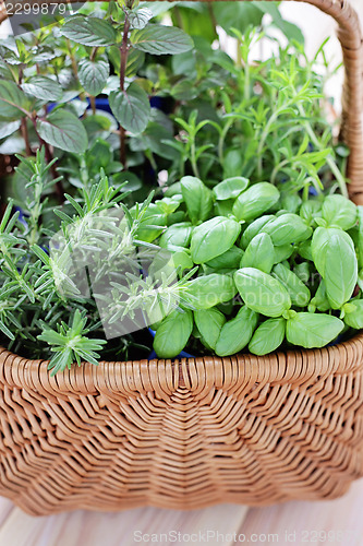 Image of basket of herbs